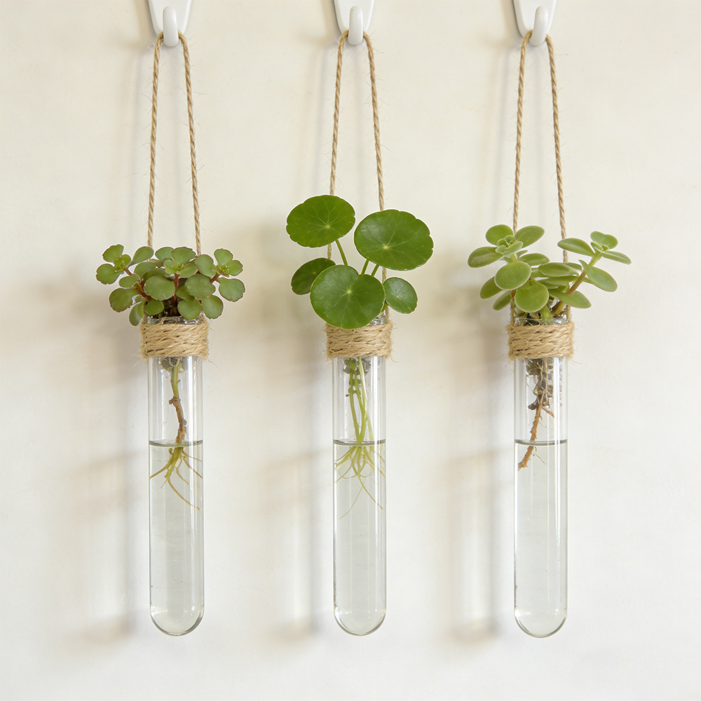 Hydroponic Flower Vase Wall-Mo - Propagation Station Vase review and price