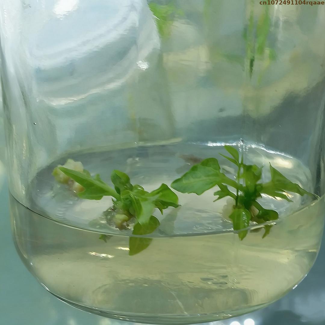 Premium Plant Tissue Culture A - Agar Tissue Culture review and price