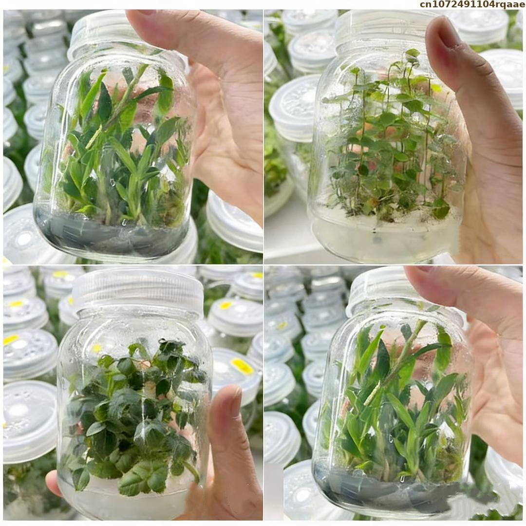 Premium Plant Tissue Culture A - Agar Tissue Culture review and price