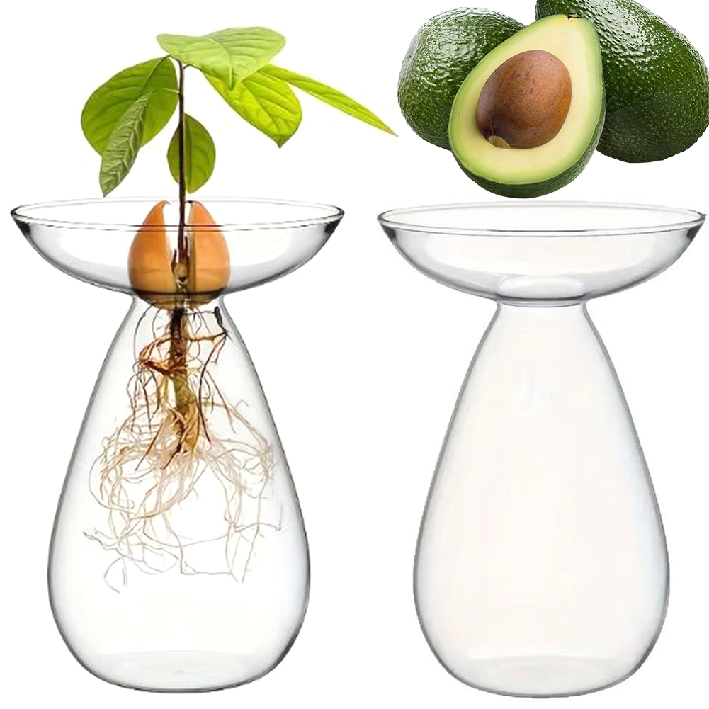 Avocado Seed Starter Hydroponi - Propagation Station Vase review and price