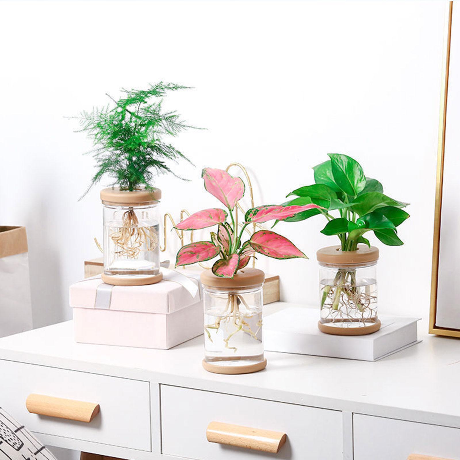 3Pcs Hydroponics Flower Vases  - Propagation Station Vase review and price